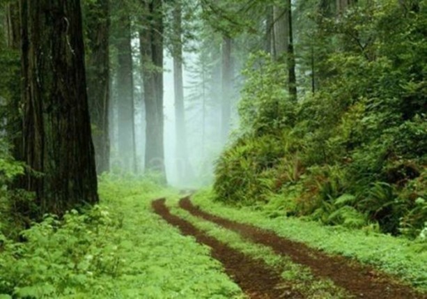 Foto - Dünyanın en ilginç bilgileri