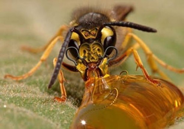 Foto - Dünyanın en ilginç bilgileri