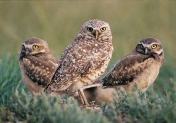 Foto - Dünyanın en ilginç bilgileri