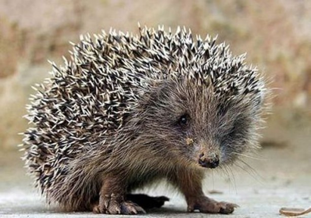 Foto - Dünyanın en ilginç bilgileri