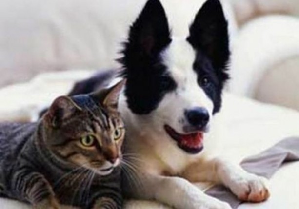 Foto - Dünyanın en ilginç bilgileri