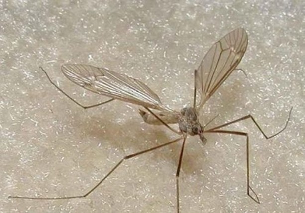 Foto - Dünyanın en ilginç bilgileri