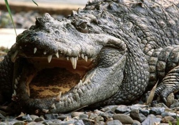 Foto - Dünyanın en ilginç bilgileri