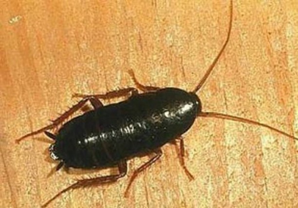 Foto - Dünyanın en ilginç bilgileri