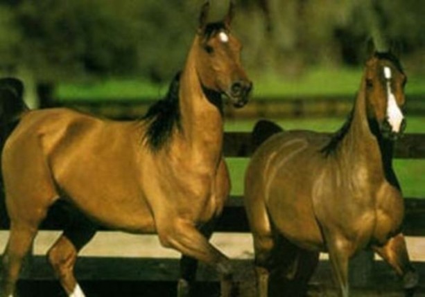 Foto - Dünyanın en ilginç bilgileri