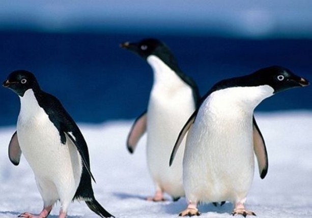 Foto - Dünyanın en ilginç bilgileri