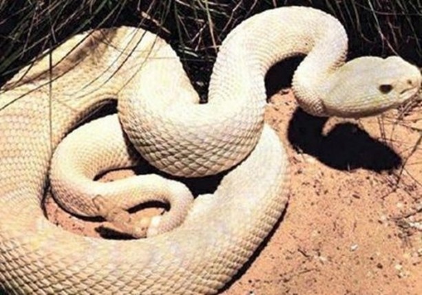 Foto - Dünyanın en ilginç bilgileri