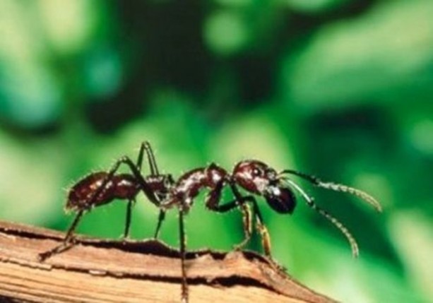 Foto - Dünyanın en ilginç bilgileri