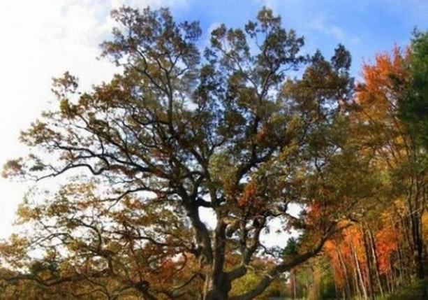 Foto - Dünyanın en ilginç bilgileri