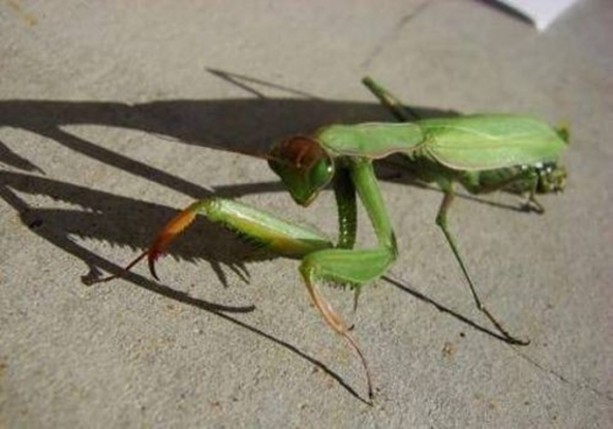 Foto - Dünyanın en ilginç bilgileri