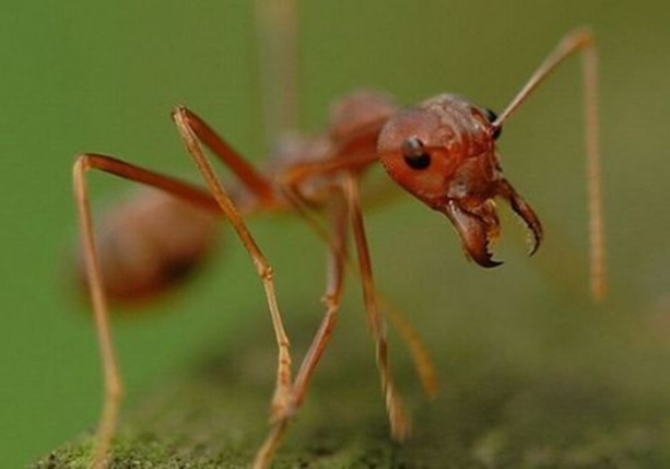 Foto - Dünyanın en ilginç bilgileri