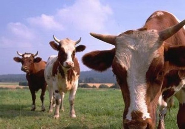 Foto - Dünyanın en ilginç bilgileri