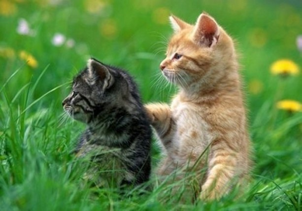 Foto - Dünyanın en ilginç bilgileri