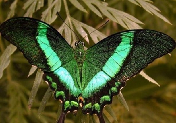 Foto - Dünyanın en ilginç bilgileri