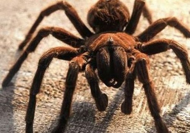 Foto - Dünyanın en ilginç bilgileri