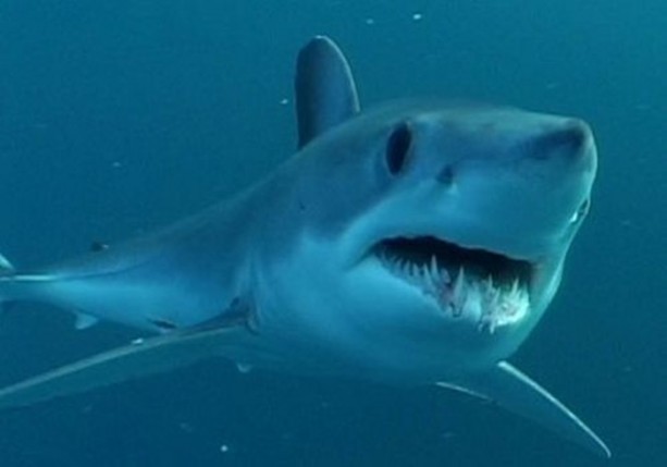 Foto - Dünyanın en ilginç bilgileri