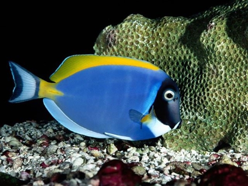 Foto - Dünyanın en ilginç fobileri