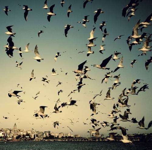 Foto - Dünyanın en ilginç fobileri