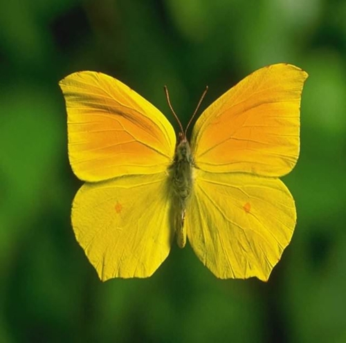 Foto - Dünyanın en ilginç fobileri