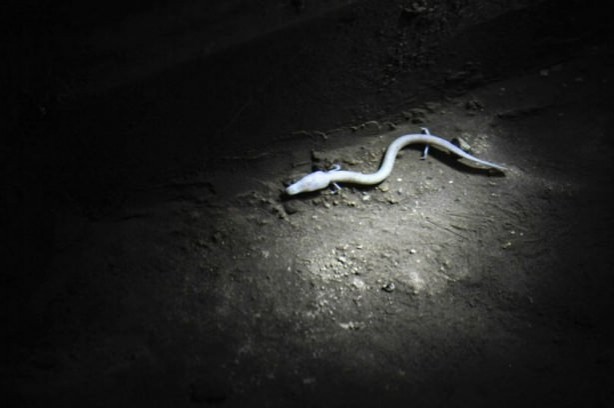 Foto - Dünyanın en ilginç hayvanları