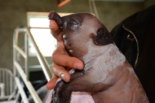 Foto - Dünyanın en ilginç hayvanları