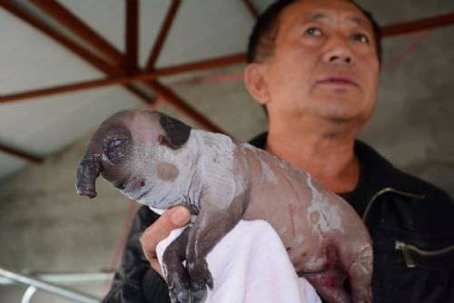 Foto - Dünyanın en ilginç hayvanları