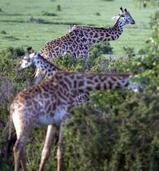 Foto - Dünyanın en ilginç hayvanları