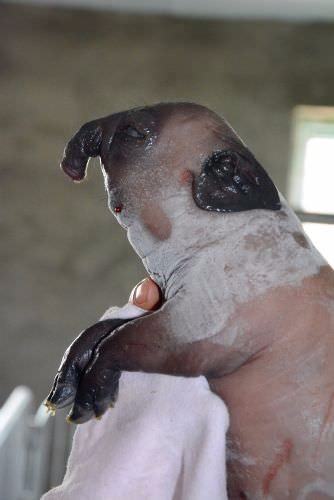 Foto - Dünyanın en ilginç hayvanları