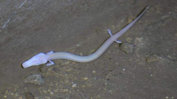 Foto - Dünyanın en ilginç hayvanları