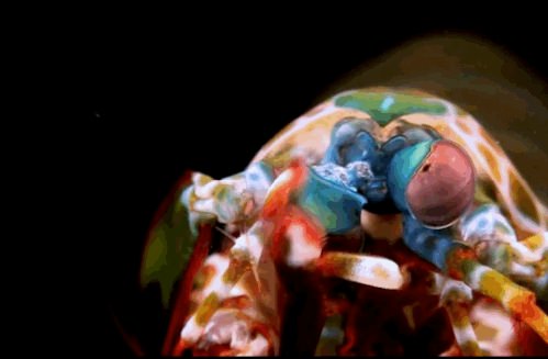 Foto - Dünyanın en ilginç hayvanları