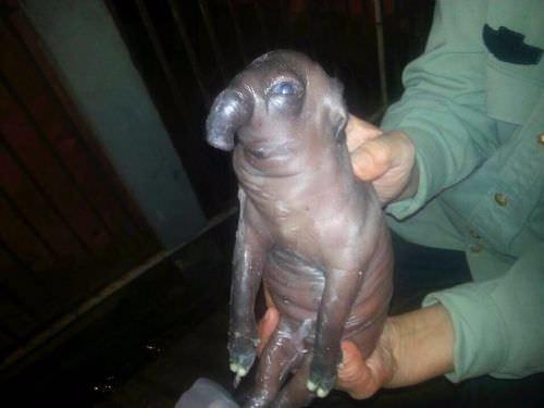 Foto - Dünyanın en ilginç hayvanları