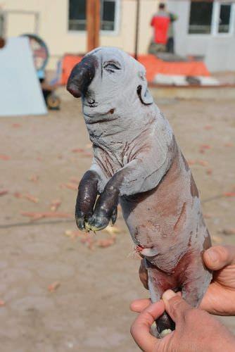 Foto - Dünyanın en ilginç hayvanları