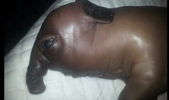 Foto - Dünyanın en ilginç hayvanları