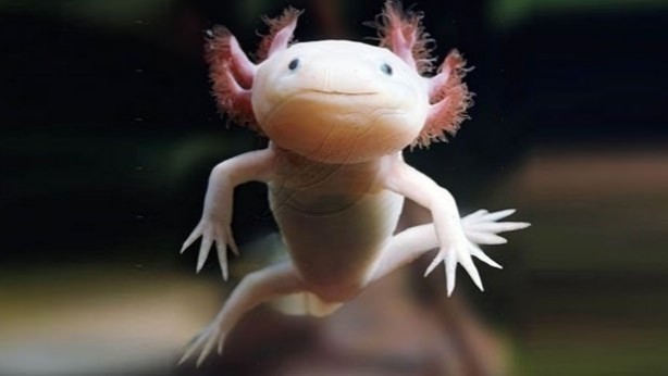 Foto - Dünyanın en ilginç hayvanları