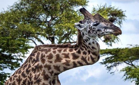 Foto - Dünyanın en ilginç hayvanları