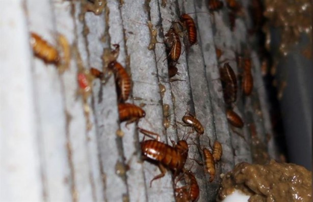 Foto - Dünyanın en ilginç mesleği: Hamamböceği yetiştiriciliği 