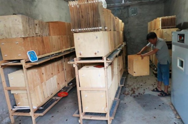 Foto - Dünyanın en ilginç mesleği: Hamamböceği yetiştiriciliği 