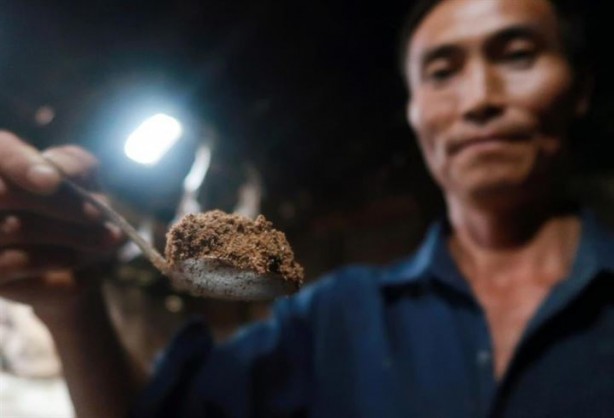 Foto - Dünyanın en ilginç mesleği: Hamamböceği yetiştiriciliği 