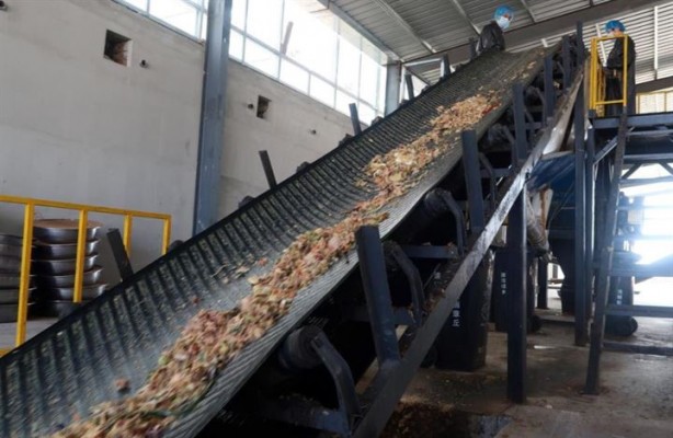 Foto - Dünyanın en ilginç mesleği: Hamamböceği yetiştiriciliği 