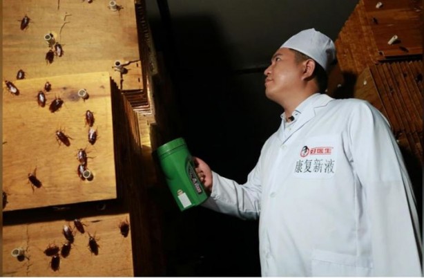 Foto - Dünyanın en ilginç mesleği: Hamamböceği yetiştiriciliği 