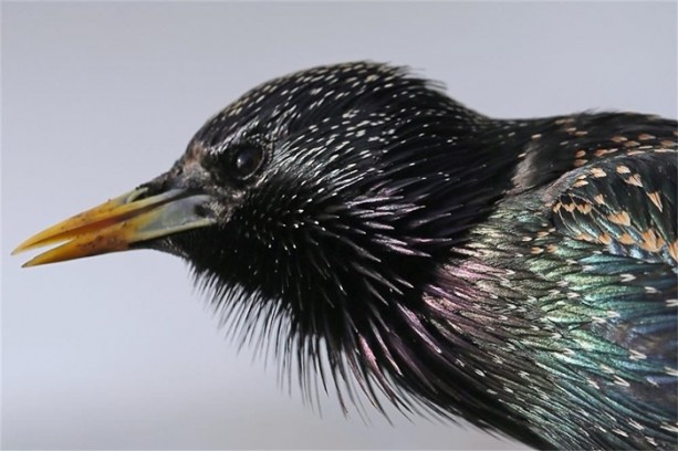 Foto - Dünyanın en istilacı 10 canlı türü