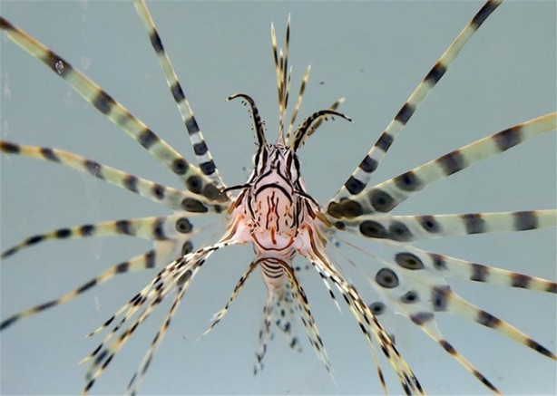 Dünyanın en istilacı 10 canlı türü