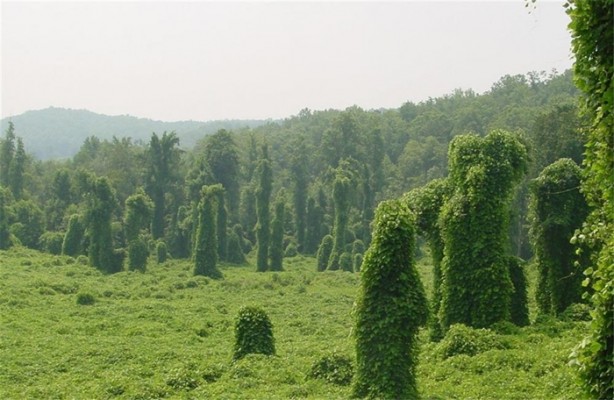 Foto - Dünyanın en istilacı 10 canlı türü