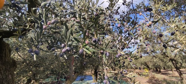 Foto - Dünyanın en kalitelisi burada! Ne yağmur ne de çamur onları durduruyor