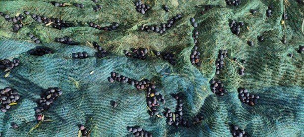 Foto - Dünyanın en kalitelisi burada! Ne yağmur ne de çamur onları durduruyor