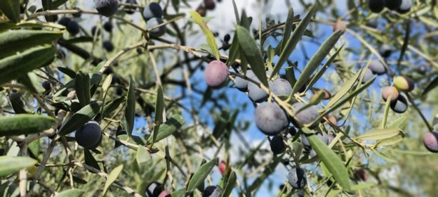 Foto - Dünyanın en kalitelisi burada! Ne yağmur ne de çamur onları durduruyor
