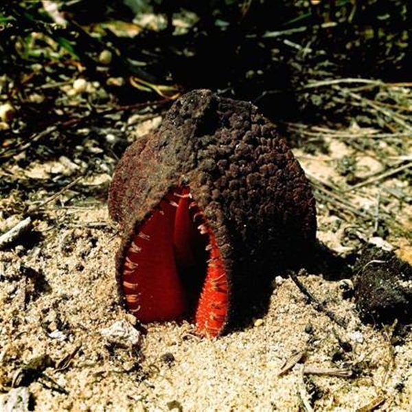 Foto - Dünyanın en korkunç bitkileri