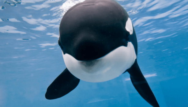 Foto - Dünyanın en korkunç canlısı hakkında hayret veren keşif! İlk defa duyacaksınız! Çok garip