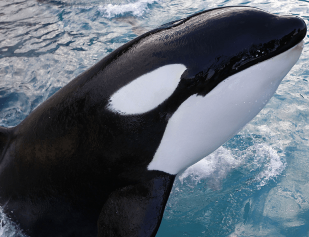 Foto - Dünyanın en korkunç canlısı hakkında hayret veren keşif! İlk defa duyacaksınız! Çok garip