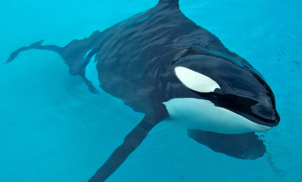 Foto - Dünyanın en korkunç canlısı hakkında hayret veren keşif! İlk defa duyacaksınız! Çok garip